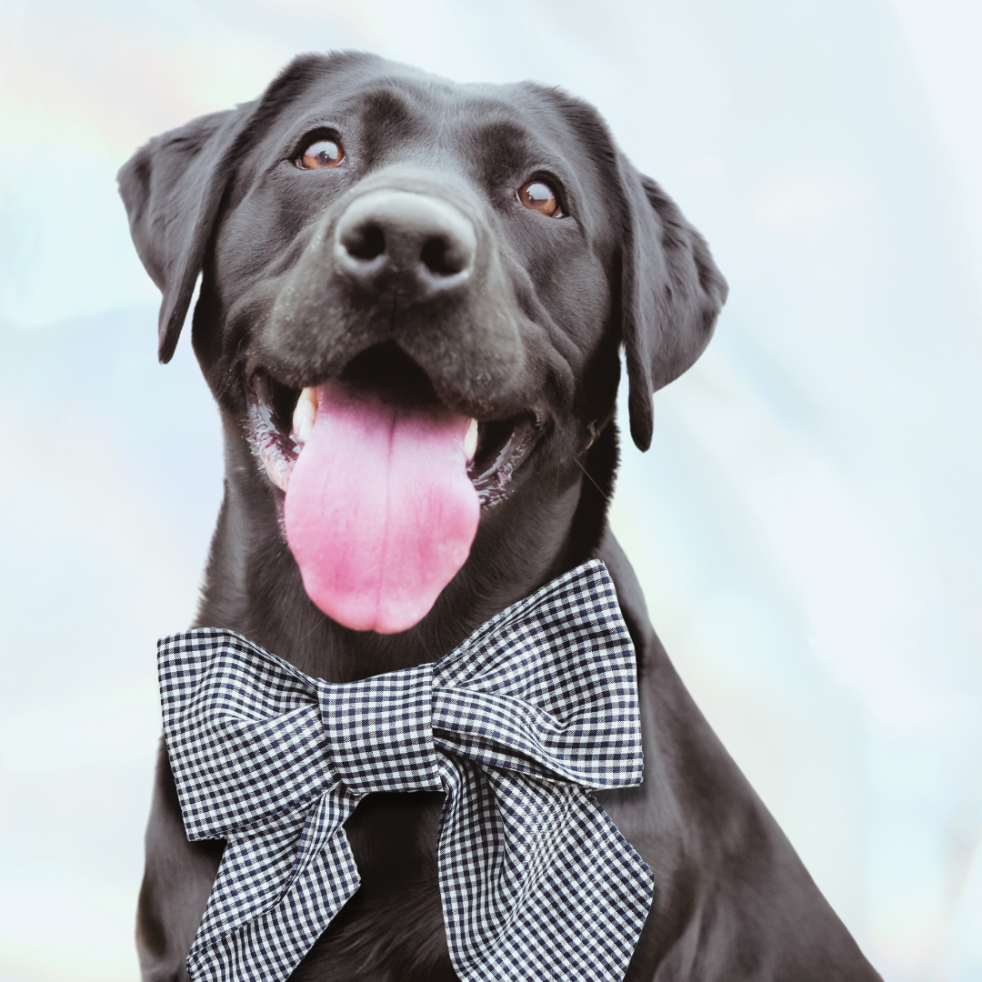 Hazel Gingham Bow
